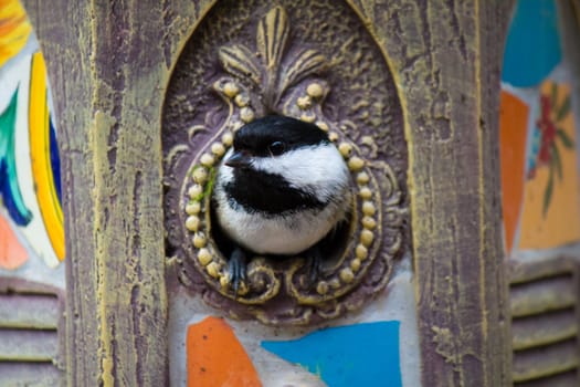 Black-capped chickadee in the birdhouse