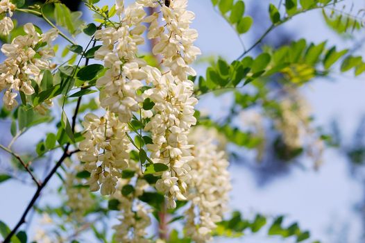 Branch of white acacia flowers on the tree