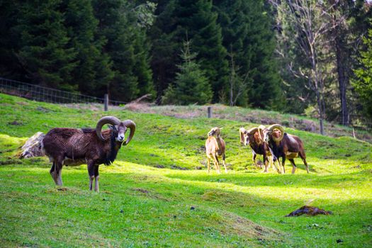 Ibex standing in the foreground on a beautiful green meadow near the mountains