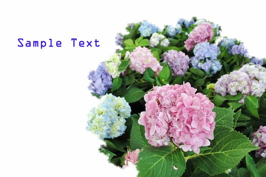 Flowers in the garden with text 
