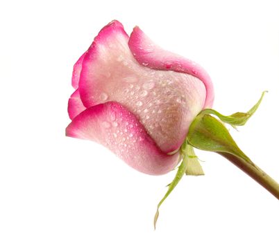 Pink rose with droplets of water. White background.