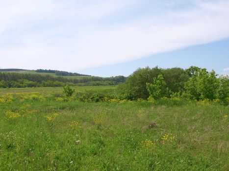 Summer landscape