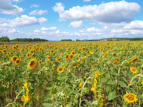 Sunflower's field