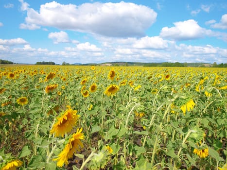 Sunflower's field with blue sky