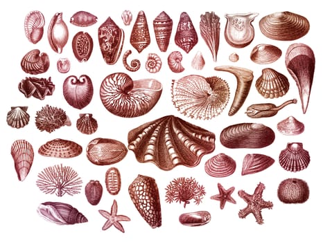 Old engraving collection of exotic sea shells