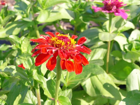 Blossom flower "Helenium autumnale". Shallow DOF.