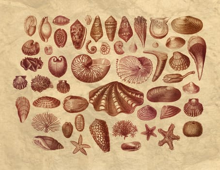 Collection of exotic sea shells printed engraving on old paper