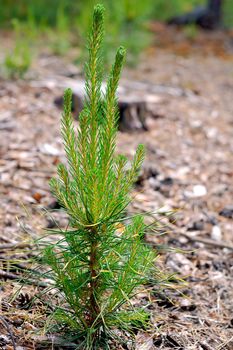 young pine tree, the middle of a spring day