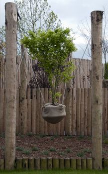 breeding hangin trees between wooden poles