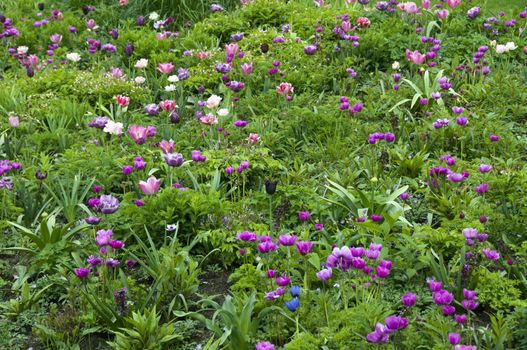 field with wild flowers on the floriade show in Holland
