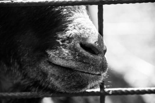 Black and white goat putting its nose through the fence