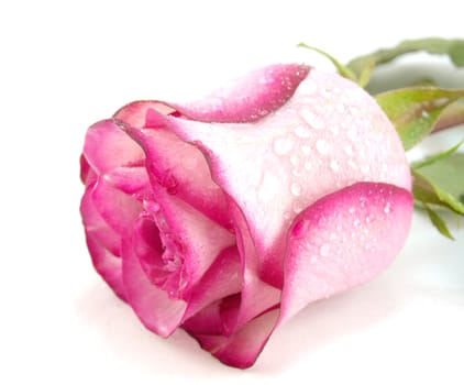Pink rose with droplets of water