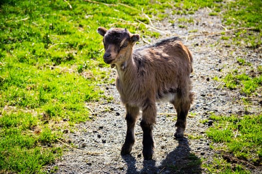 Back-lighted young goat with green grass in the background