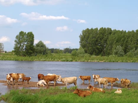 Cows on the riverbank