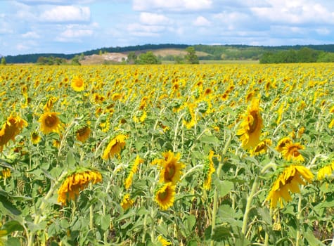 Sunflower's field with blue sky