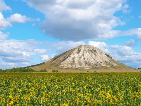 Sunflowers field under the hill