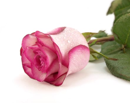 Pink rose with droplets of water