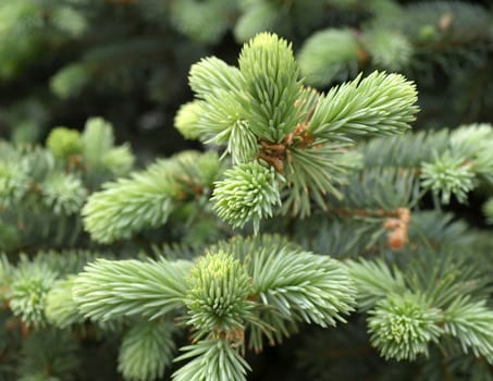 Twig of the fir. Shallow DOF