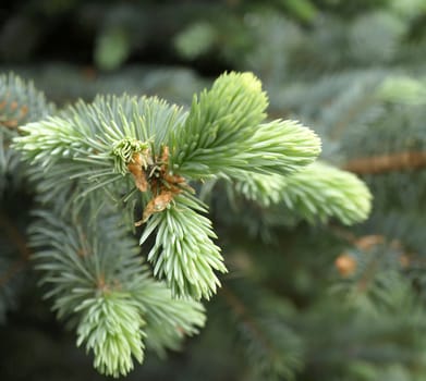 Twig of the fir. Shallow DOF.