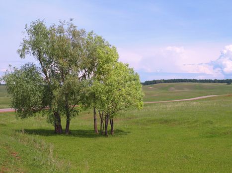 Summer landscape with trees