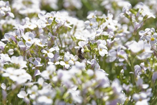 Small bee on white flower collecting tasty honey