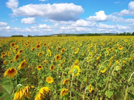 Sunflower's field. Summer landscape.