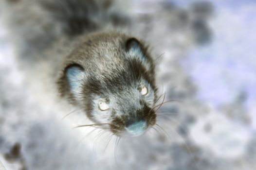 Shaded ferret looking on camera with grim face