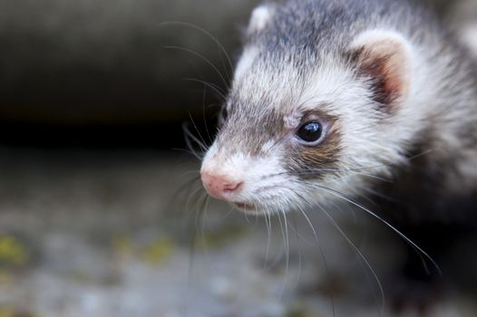 Zoomed ferret face who thinking about today catch