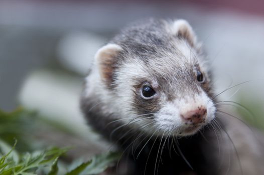 Zoomed ferret face with dirty nose looking somewere
