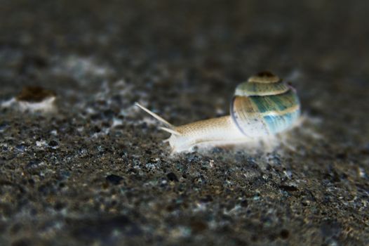 Shaded snail crawls on ground searching to eat