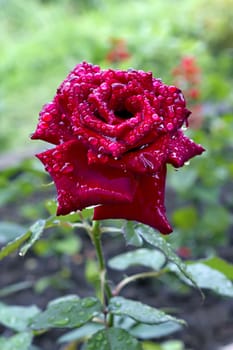 a blooming red rose bud with raindrops in the background