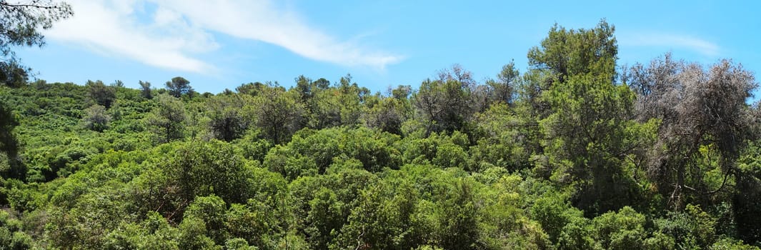 Green hill covered with bushes and trees