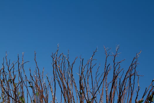 The branches, twigs of a shrub arranged vertically against a clear blue sky.