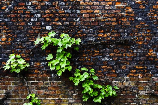 Virginia creeper growing on a weathered brick wall