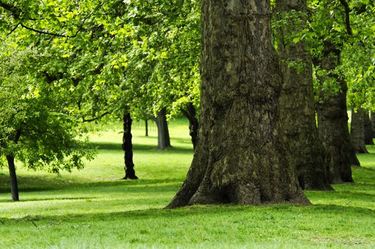 Trees in a park, spring season