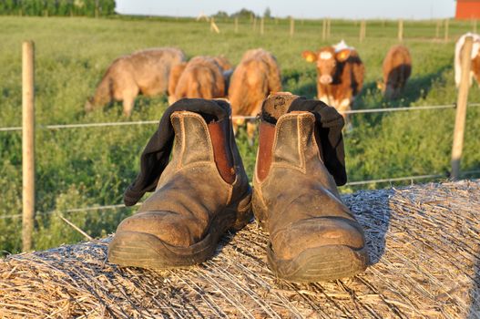 Farmers boots with socks in them with cows in the background.