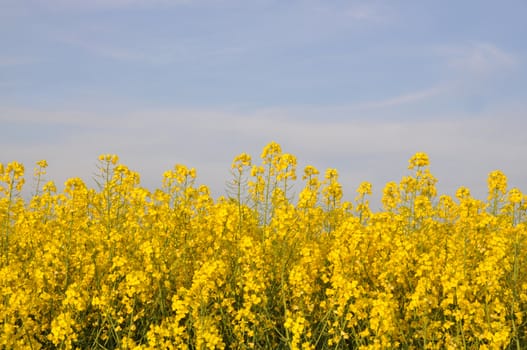 Rape field with blue sky and light clouds.