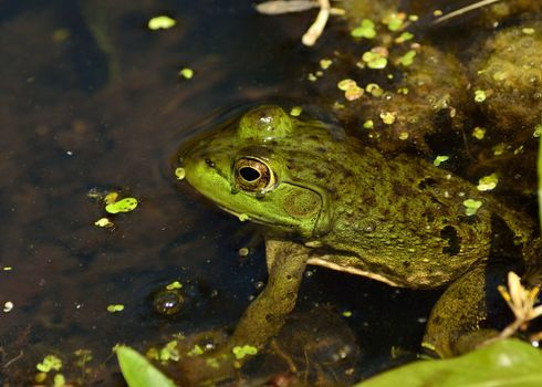 Bullfrog floating in a swamp waiting for prey.