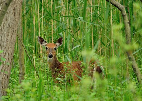 Whitetail Deer doe standing in a swamp.