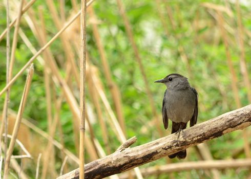 Catbird perched on a tree branch in a swamp.