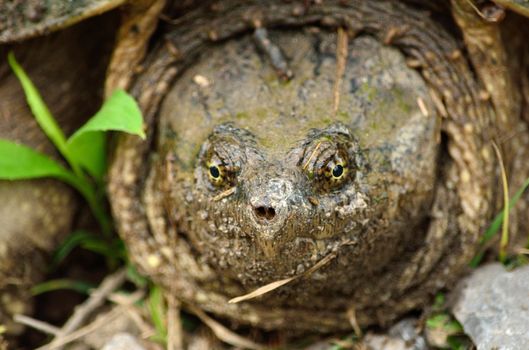 Closeup head shot of a Snapping Turtle.