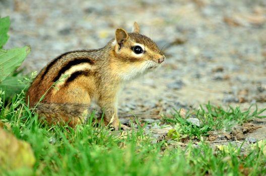 A Chipmunk sitting on a gravel footpath.