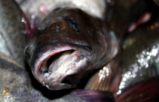 Full box of fresh catched fish close up