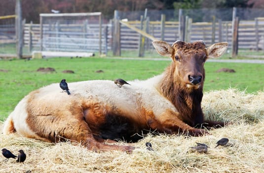 Brown elk resting in hay with birds