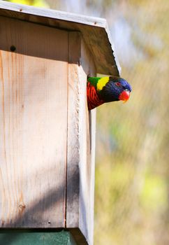 Colorful lorikeet peeking out the hole of a bird house