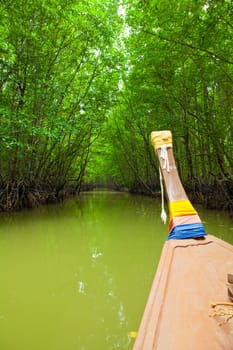 Mangrove forest in south of Thailand