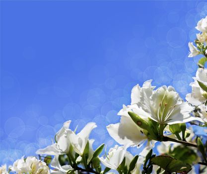 blooming white acacia on a blue background, with an unusual optical effect