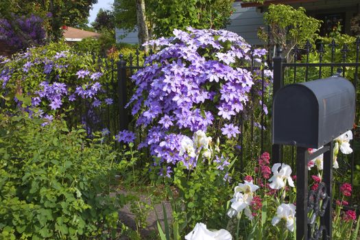 Spring growth, flowers and plants over the fence.