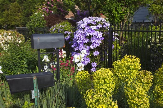 Spring growth, flowers and plants over the fence.