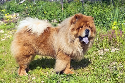 young chow chow dog on a glade in the forest